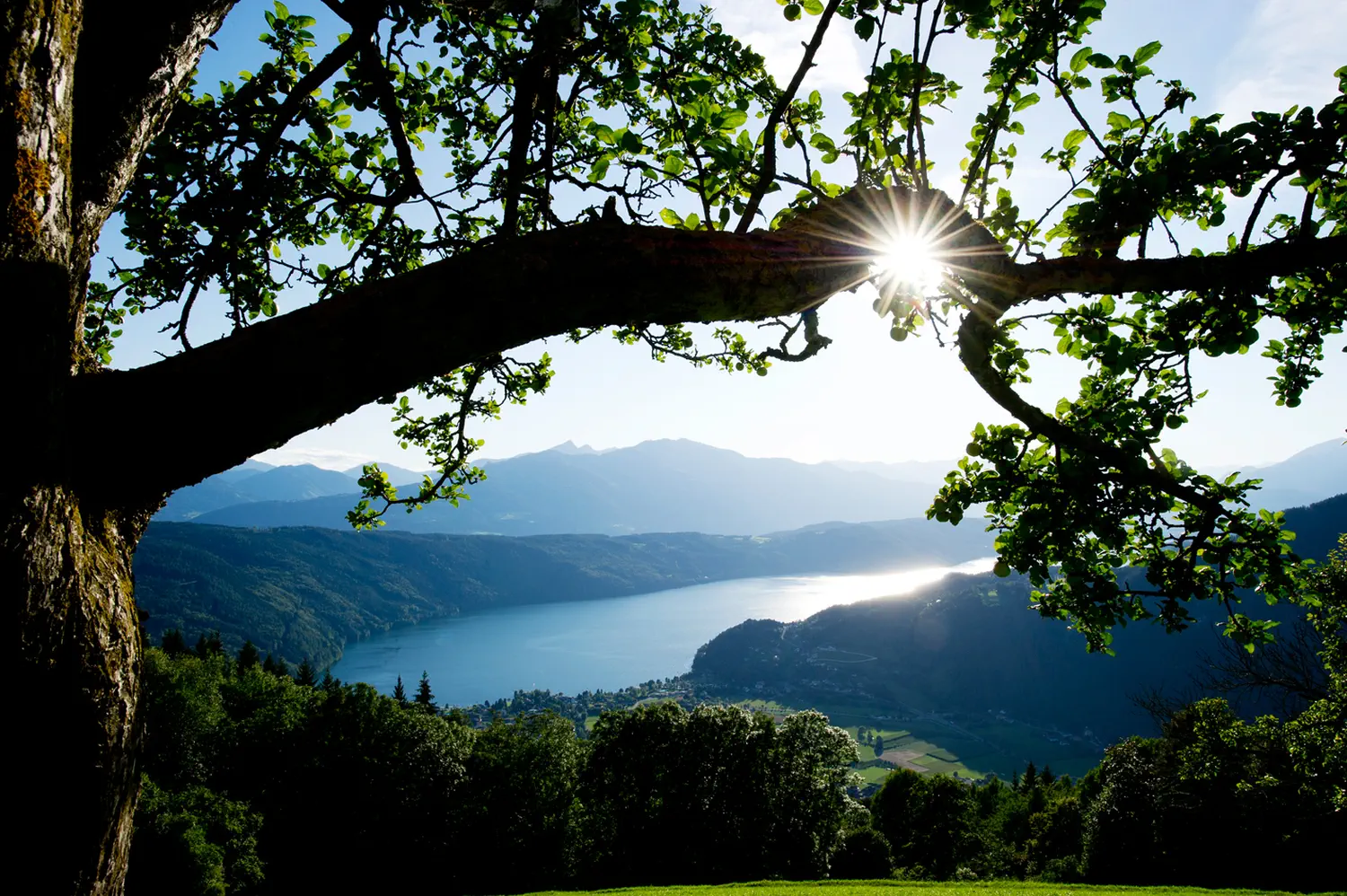 Panoramablick vom Berg auf den Millstättersee. Im Vordergrund ist ein Ast von einem Baum